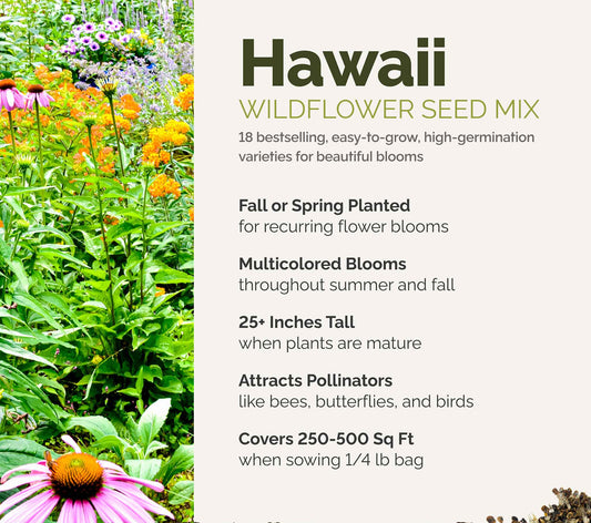 A visual overview of the wildflower seed mix, showcasing expected floral blooms.