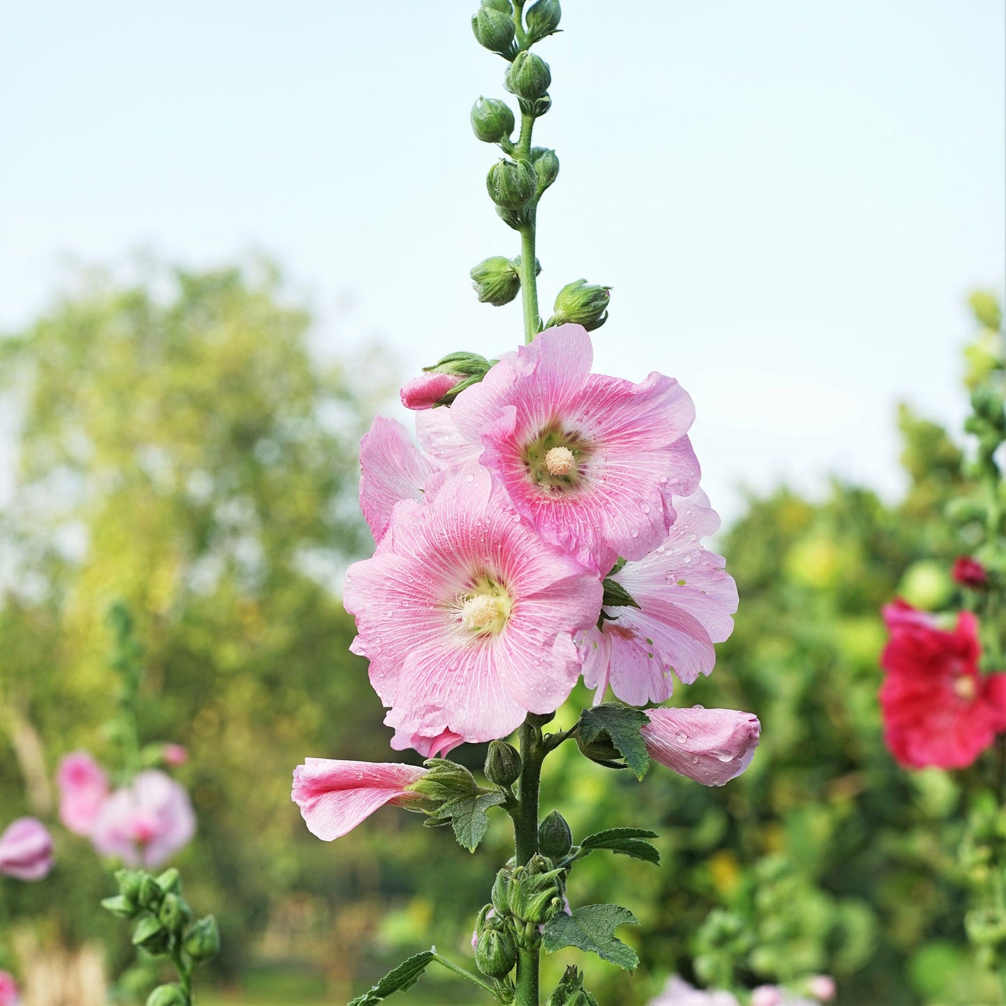 Henry viii pink hollyhock vibrant pink bloom against a blurred green background.