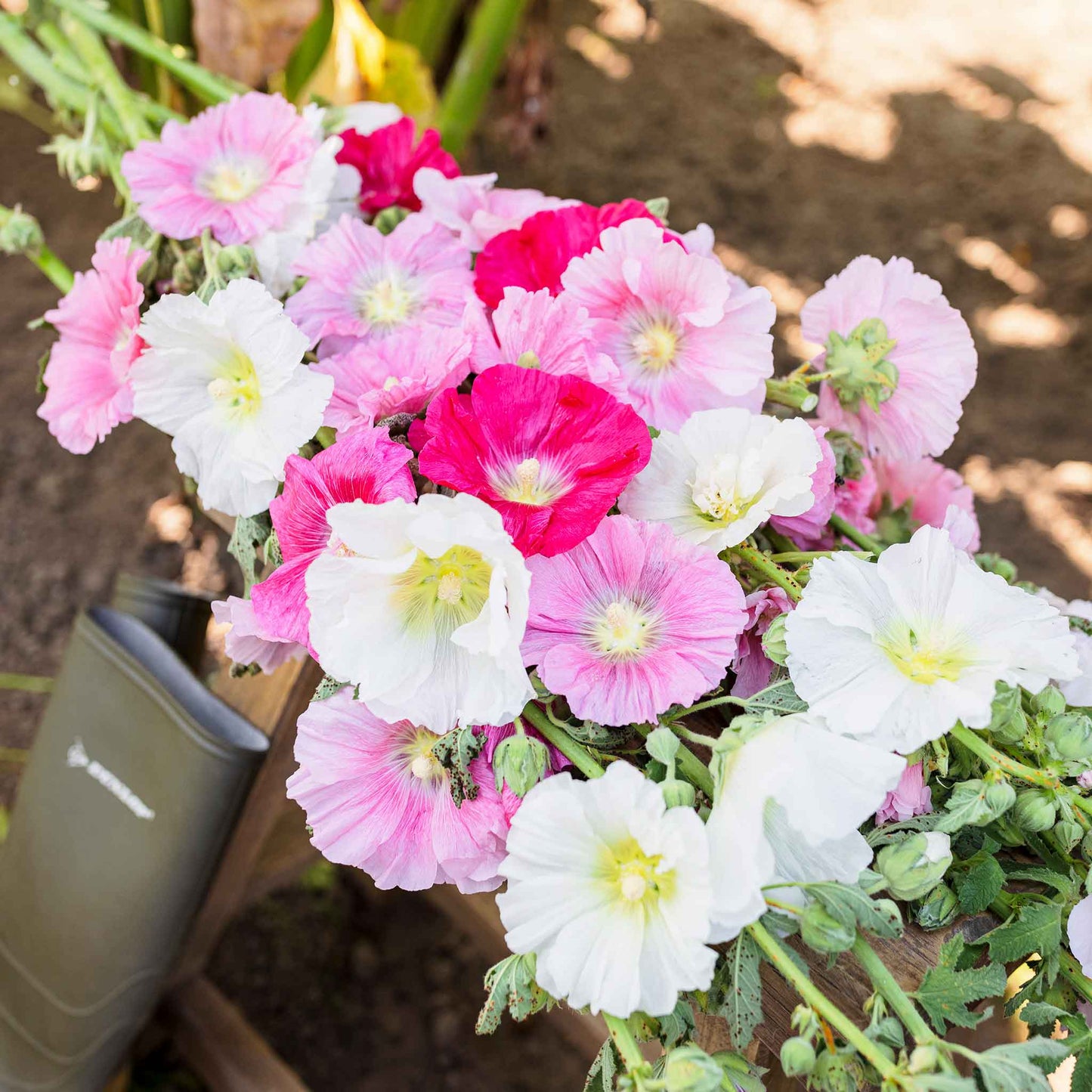 Hollyhock summer carnival mix bright pink ruffled blooms with dark centers.