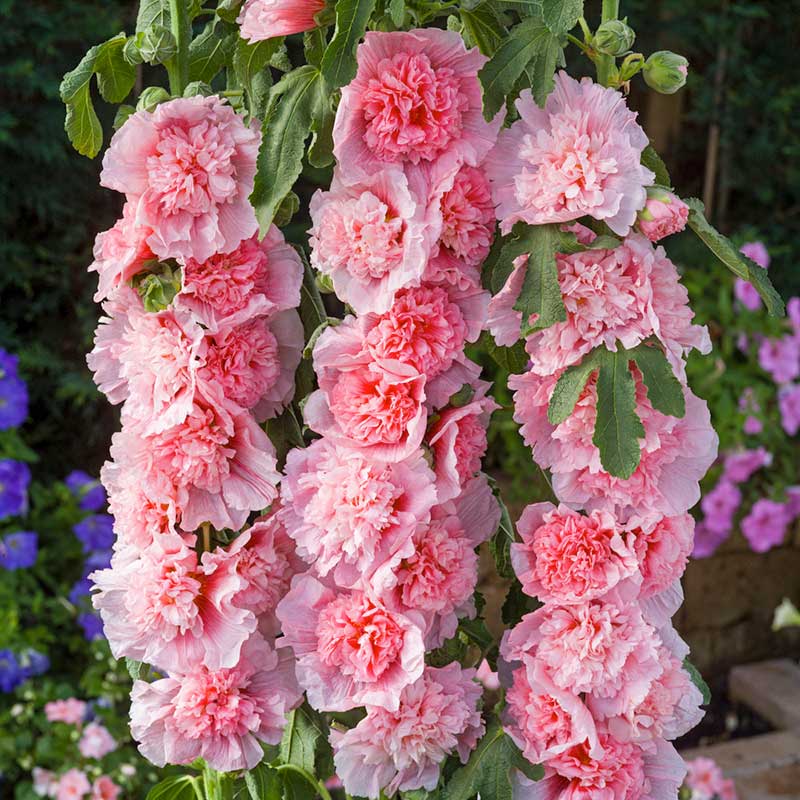 Hollyhock summer carnival pink ruffled petals with dark centers in a green garden. | copyright: Floramedia UK Ltd
