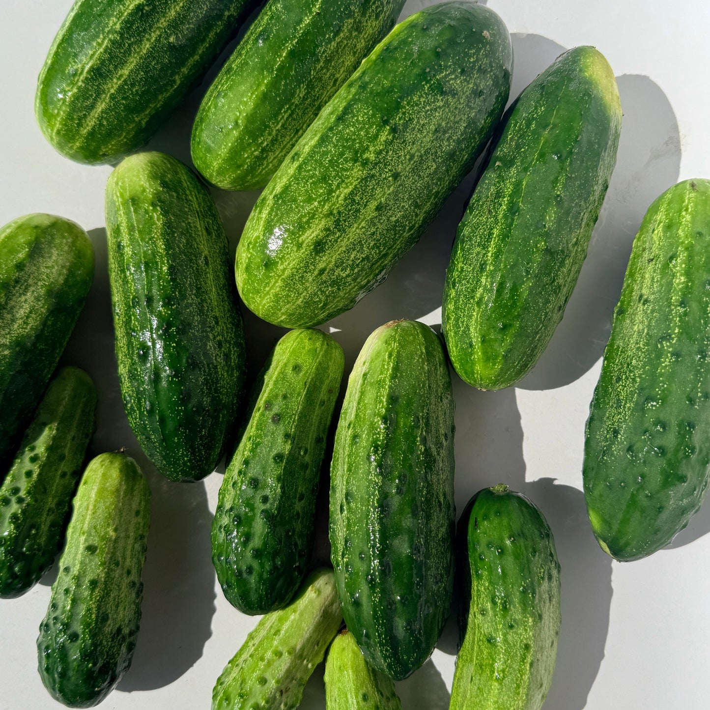 Homemade Pickles Cucumber