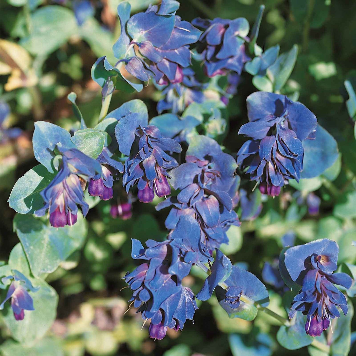Honeywort purple delicate blooms with a fuzzy green stem on a muted green background.