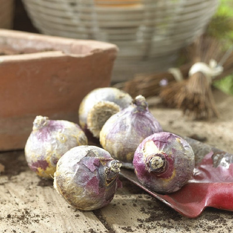 A cluster of hyacinth bulbs with papery skins ready for planting.