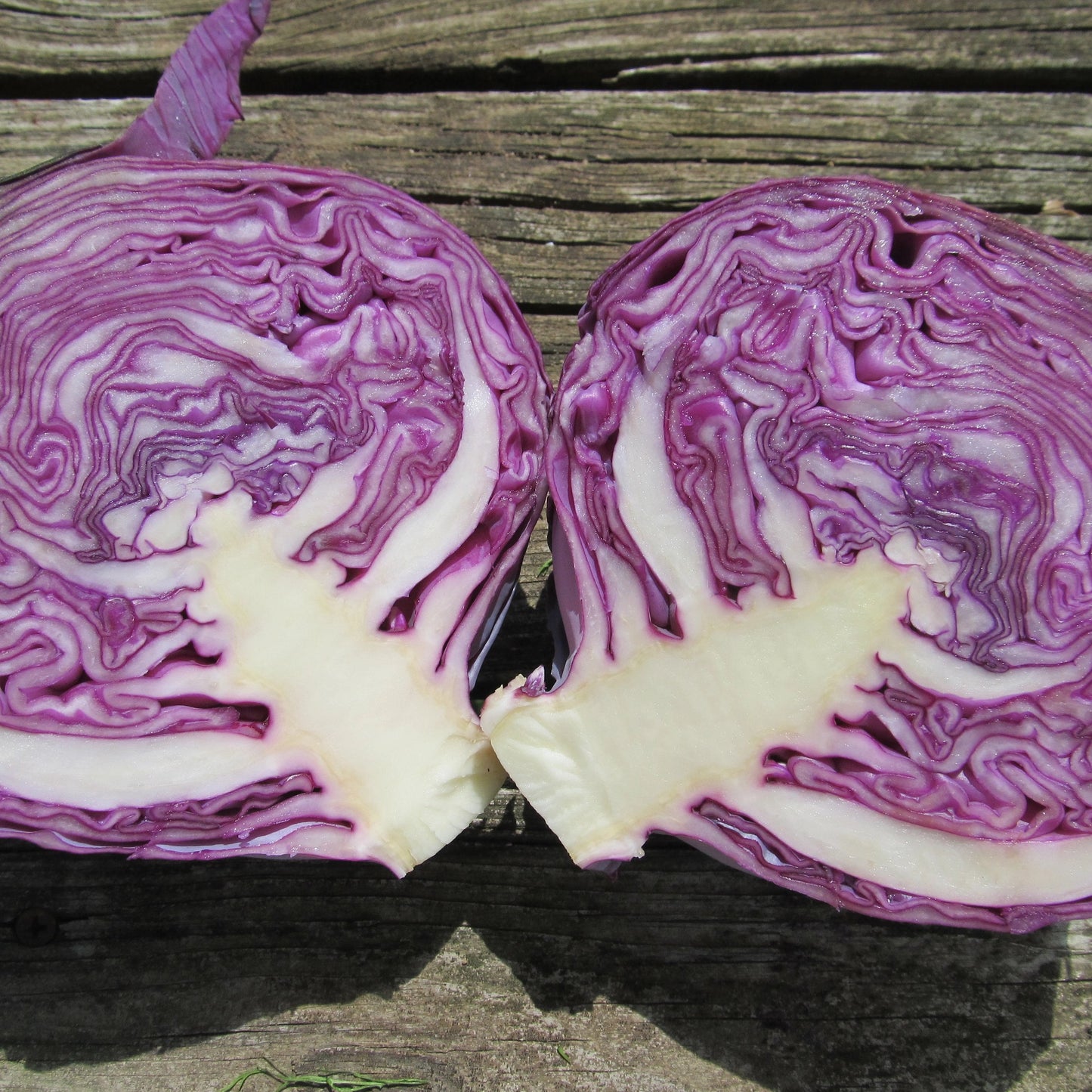 Red Express Cabbage Seedlings