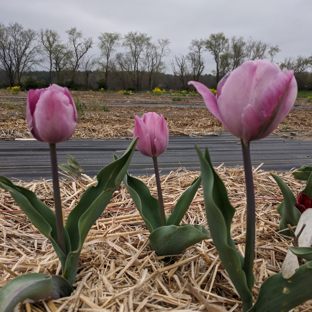 Tulip 'Jacuzzi'