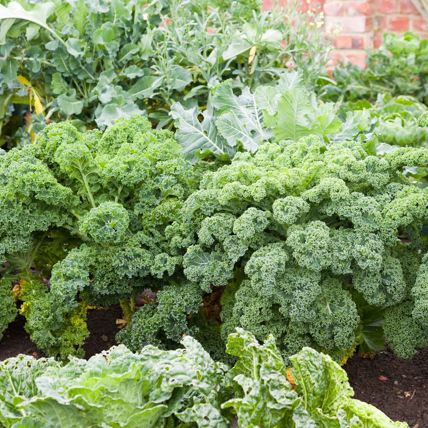 A vibrant, green bunch of Blue Curled Scotch / Vates kale.