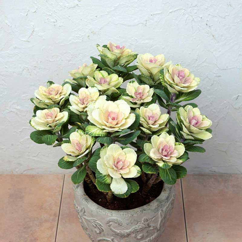 Ornamental kale pure white broad ruffled white center leaves with green outer leaves in a pot.