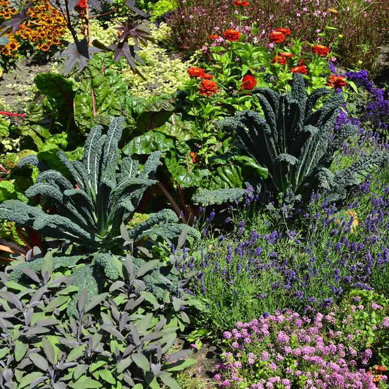 A patch of dark green lacinato kale leaves with a textured, crinkled appearance.