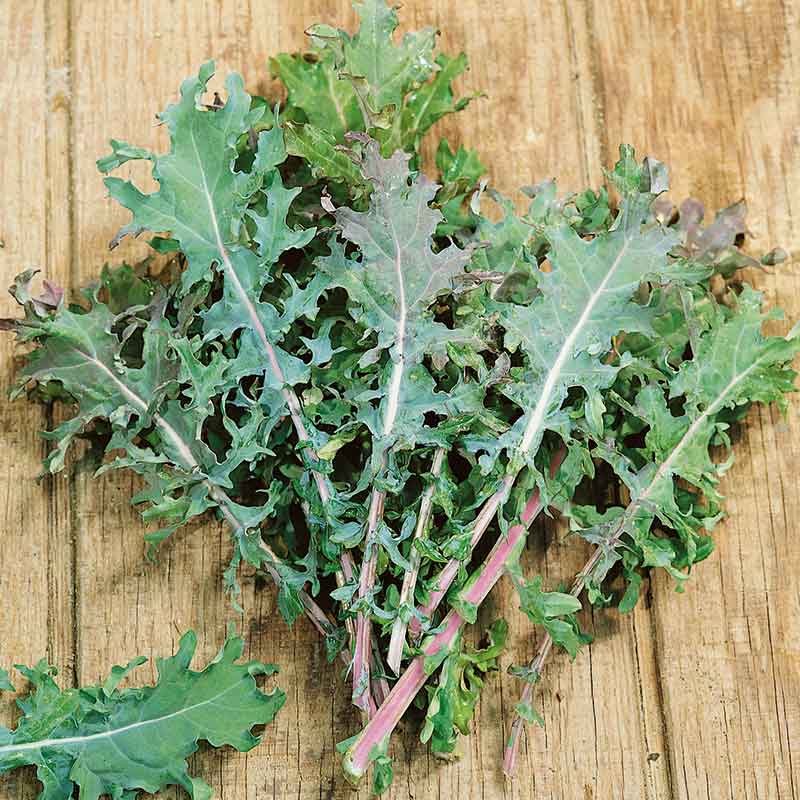 Close-up of vibrant red Russian kale leaves, showing their curled edges and distinct reddish-purple stems.