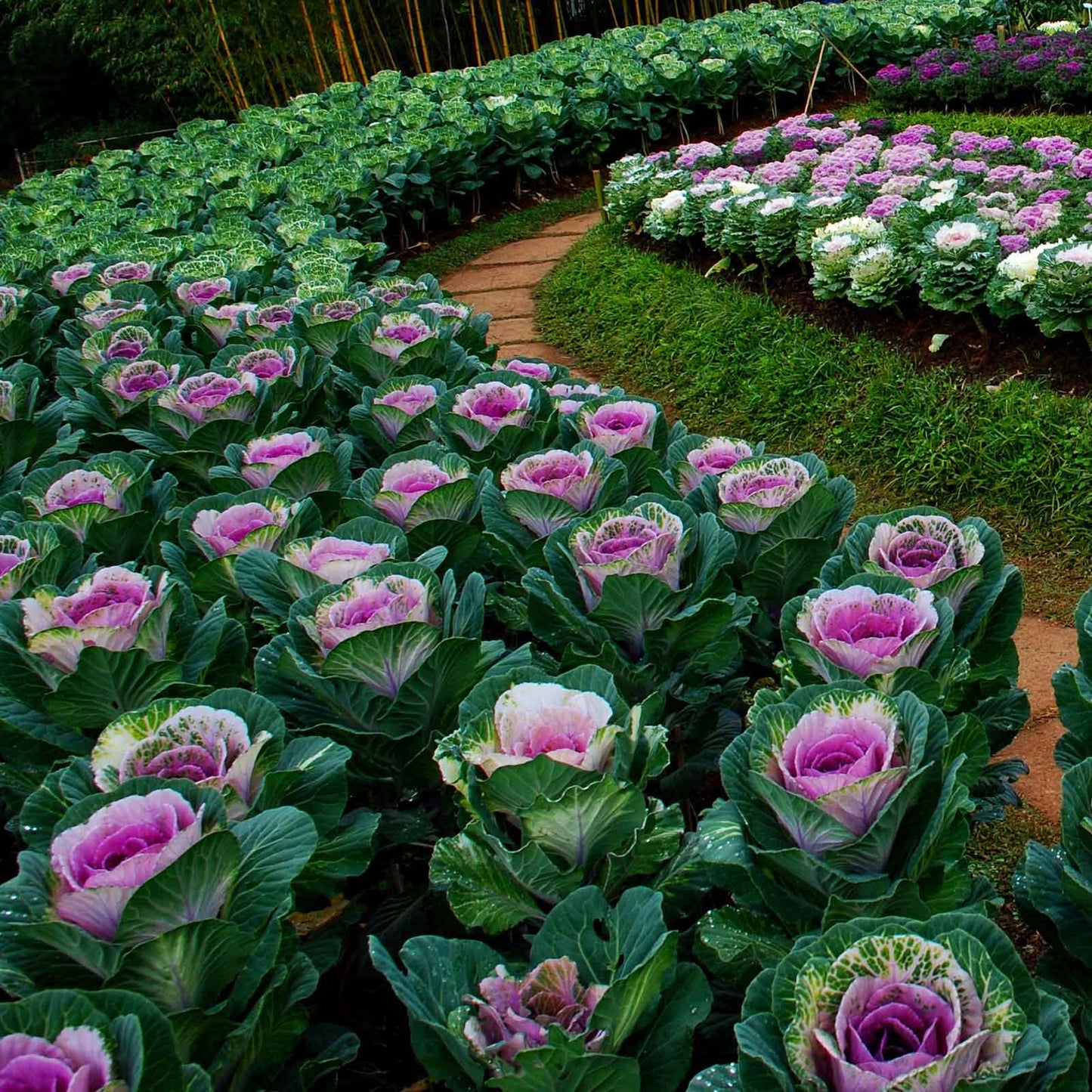 Kale ornamental crane pink dense pink ruffled leaves massed in a dark green garden border.