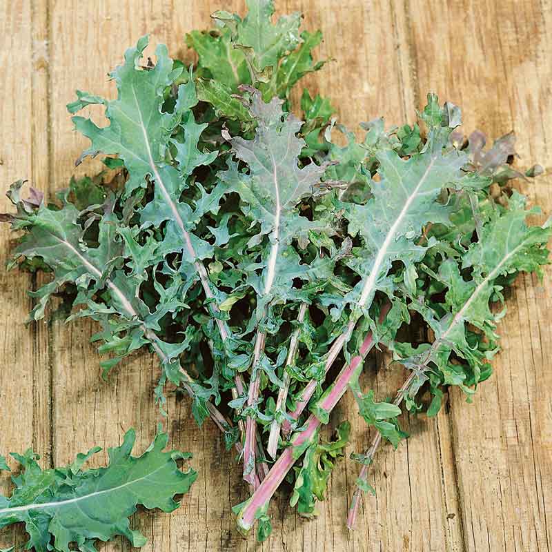 Close-up of vibrant red Russian kale leaves, showing their curled edges and distinct reddish-purple stems.