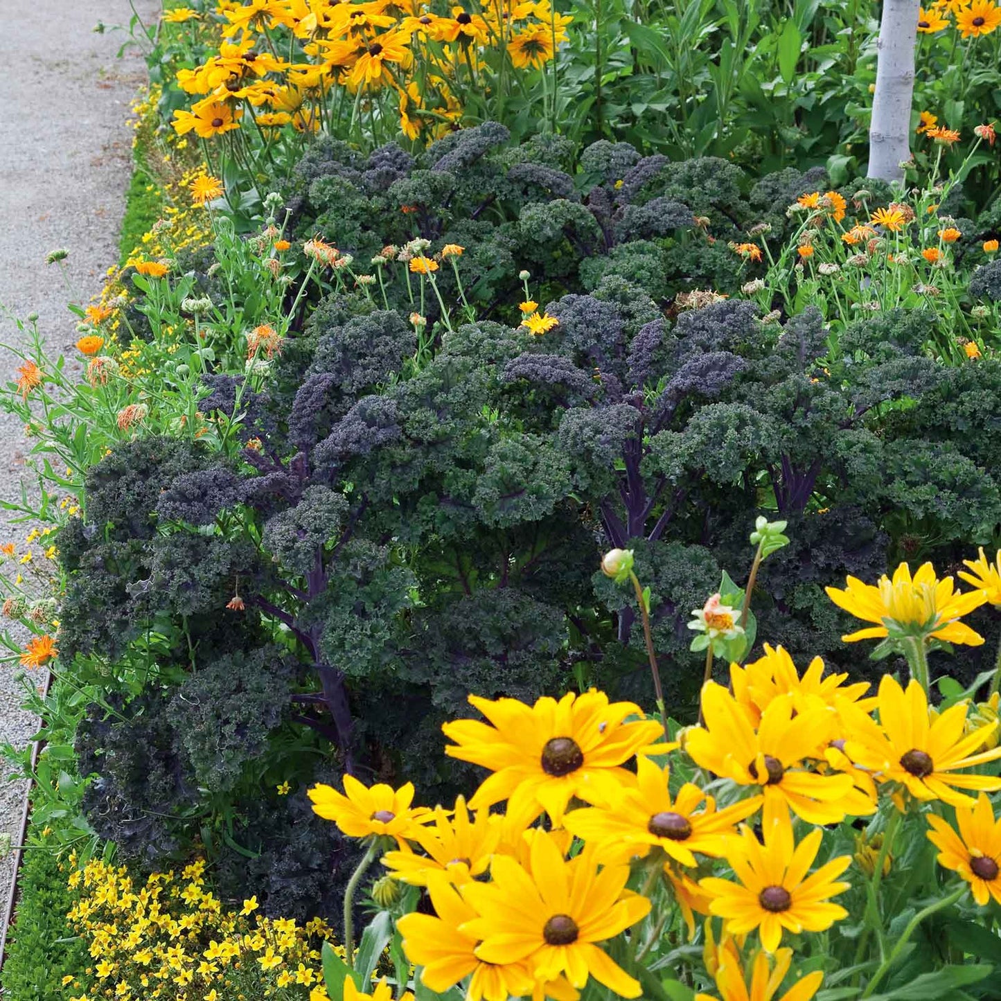 Patch of vibrant Scarlet kale leaves, showcasing their ruffled texture and rich color.