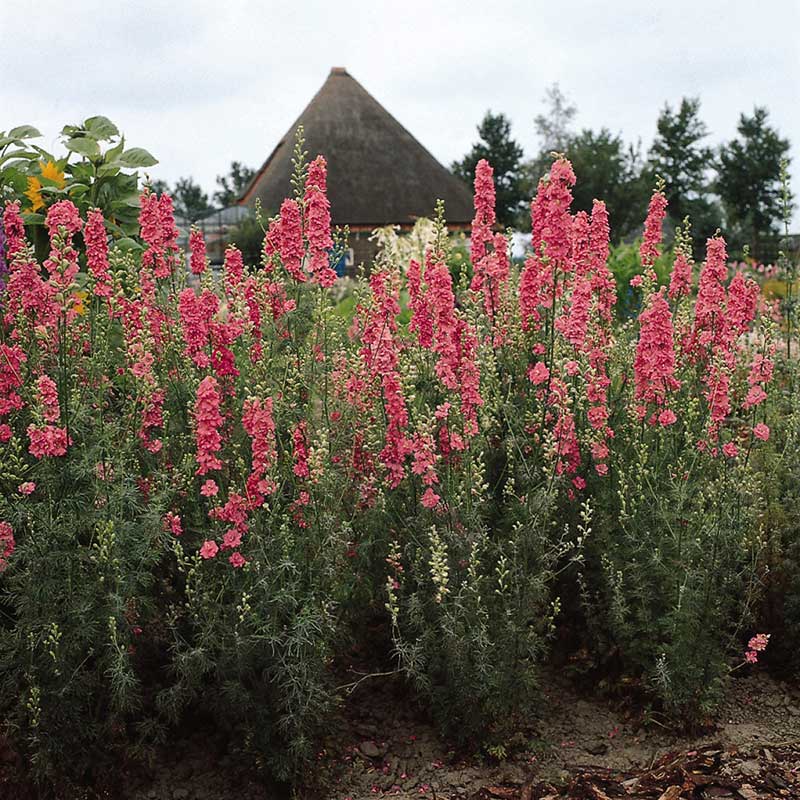 Pink larkspur qis rose flowers on tall stems against a blurred green background.
