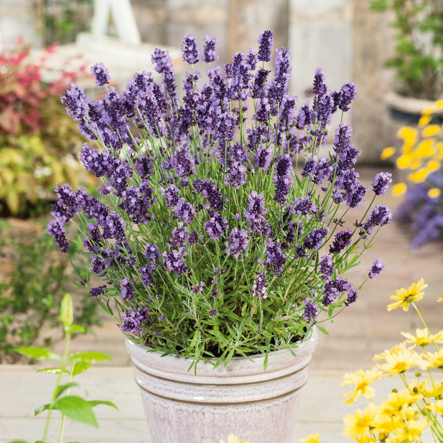 Ellagance Purple lavender potted plant with purple flowers against a soft, blurred green background.