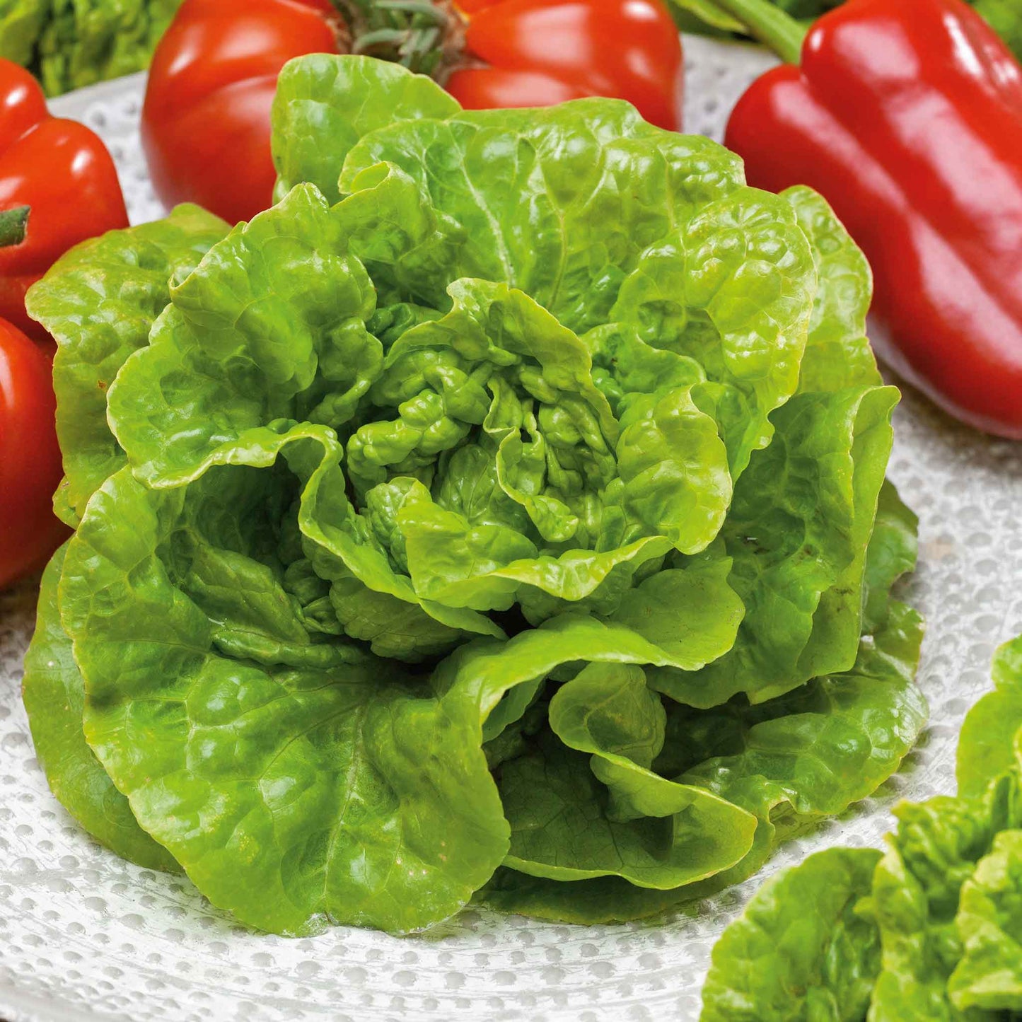 A close-up of a vibrant green buttercrunch lettuce plant with ruffled leaves and a soft texture.