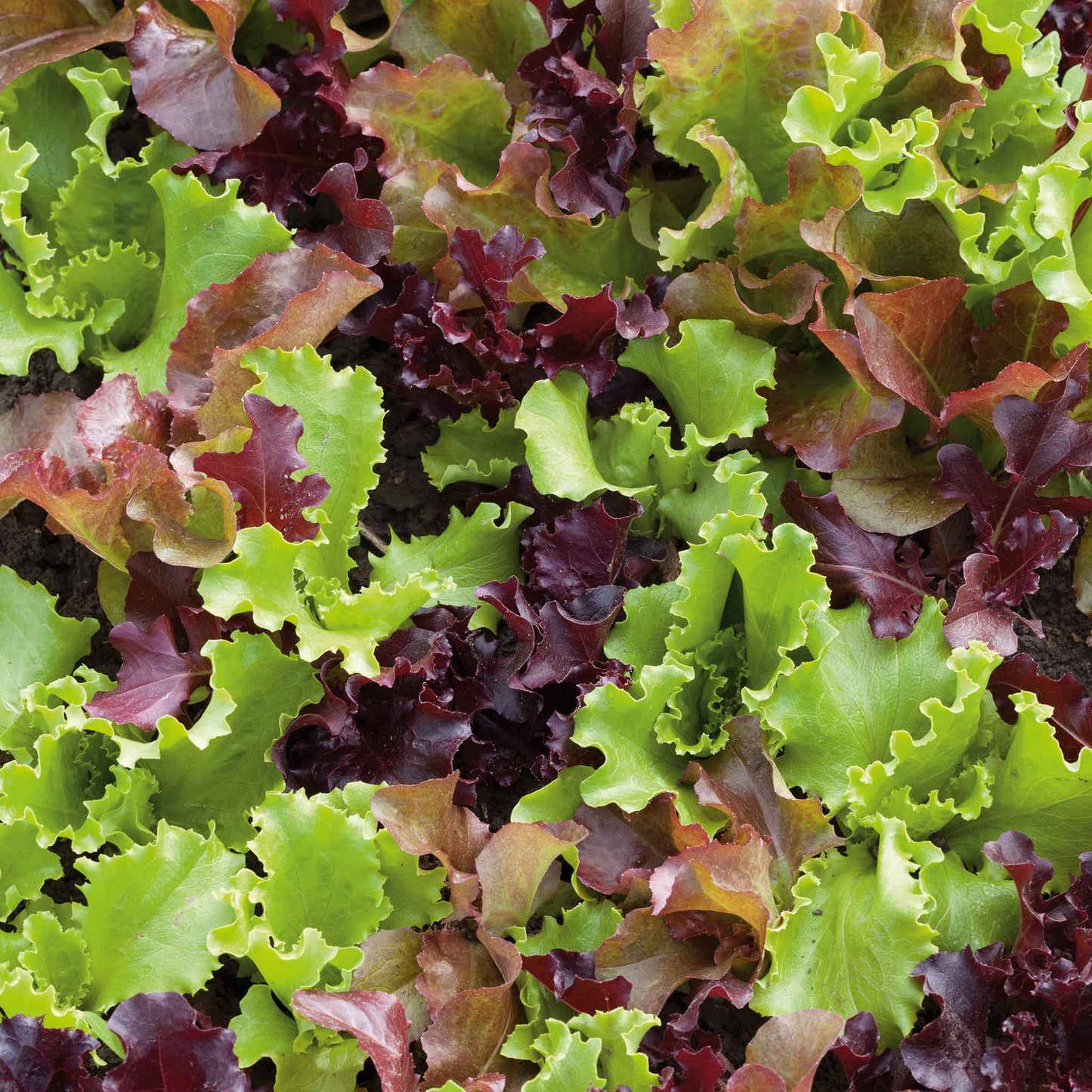 A close-up of vibrant green and red lettuce leaves, forming a lush, fresh gourmet salad blend.