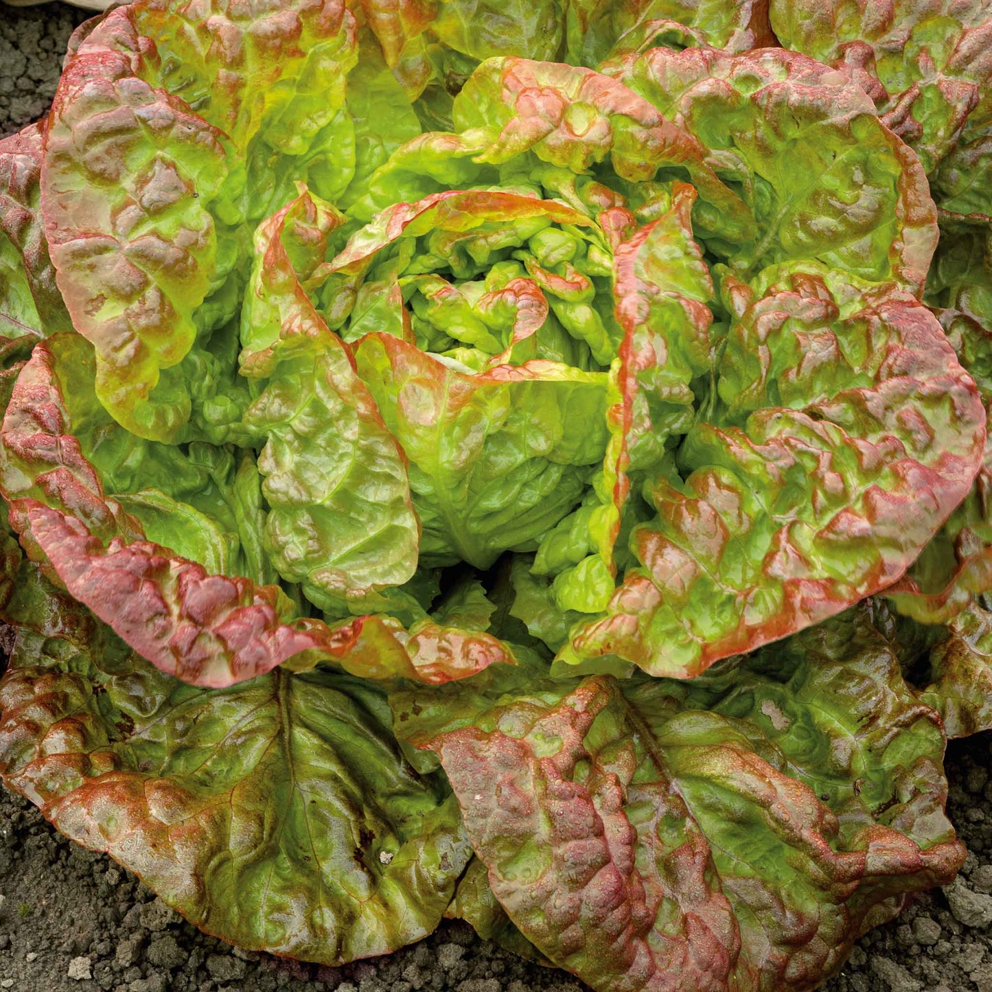A close-up view of a vibrant red and green Marvel of Four Seasons lettuce plant with ruffled leaves and a dense head.