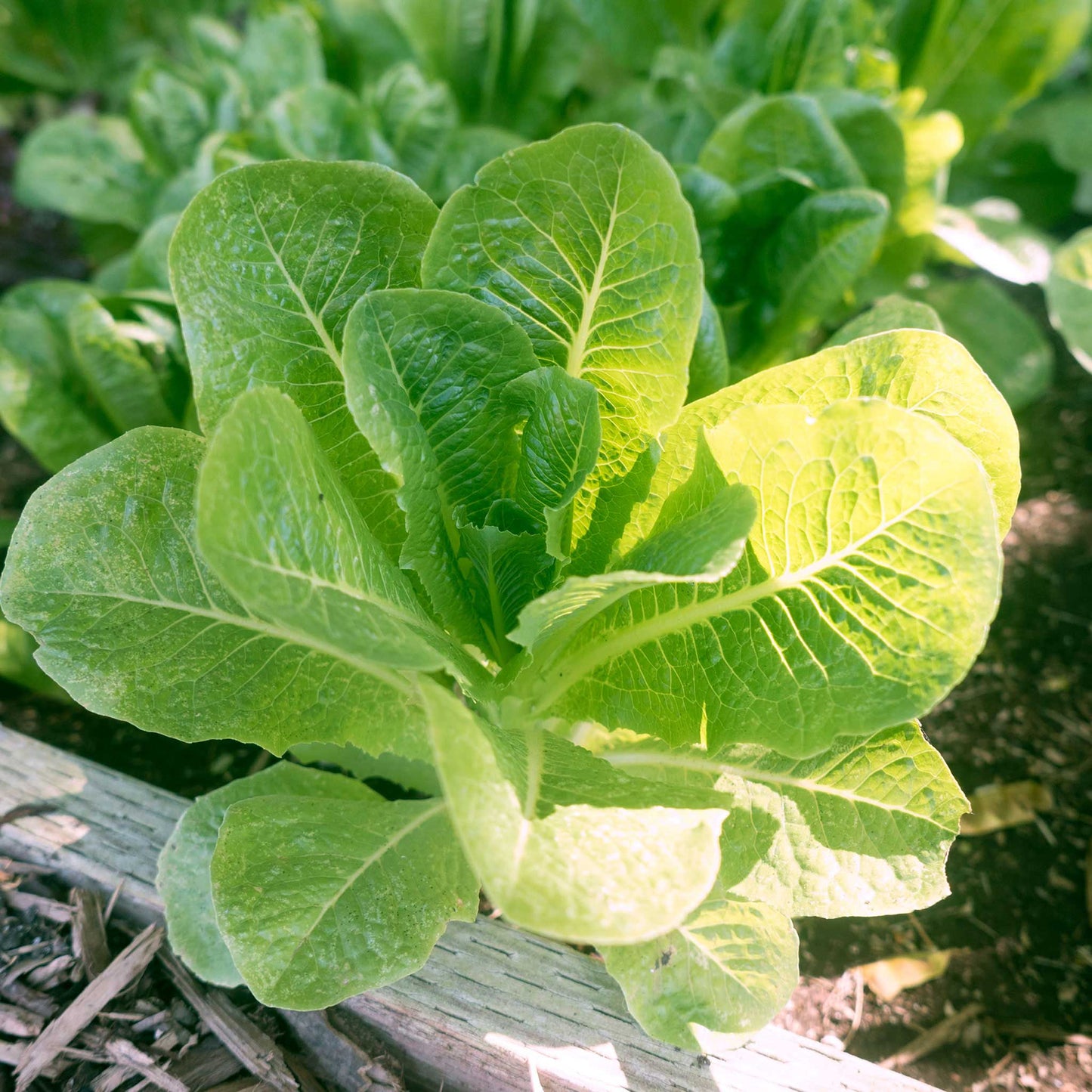 A close-up of vibrant green Romaine Little Caesar lettuce, showcasing its crisp, upright leaves.