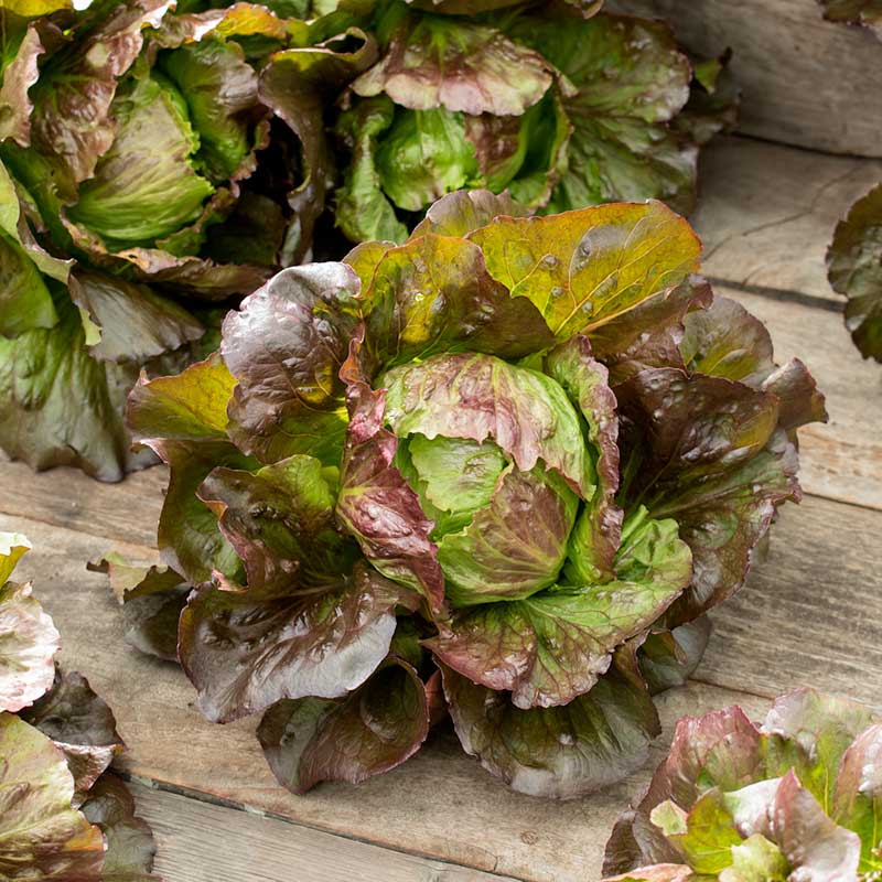 Close-up of a vibrant Ruby lettuce plant with ruffled leaves and a green center, against a dark background. | copyright: Floramedia UK Ltd