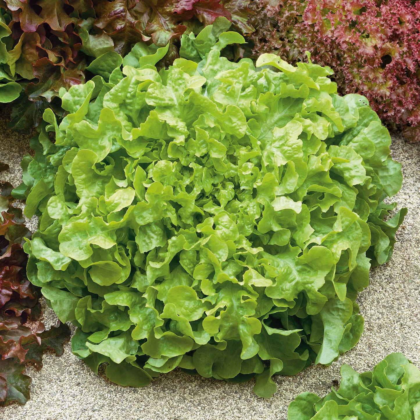 A close-up shot of vibrant green Salad Bowl Green lettuce, showing off its deeply lobed, crinkled leaves.