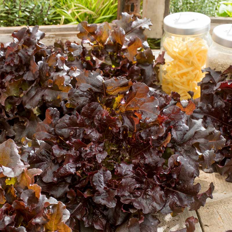 A vibrant Salad Bowl Red lettuce plant with ruffled leaves is shown in a close-up, showcasing its rich color and texture. | copyright: Floramedia UK Ltd