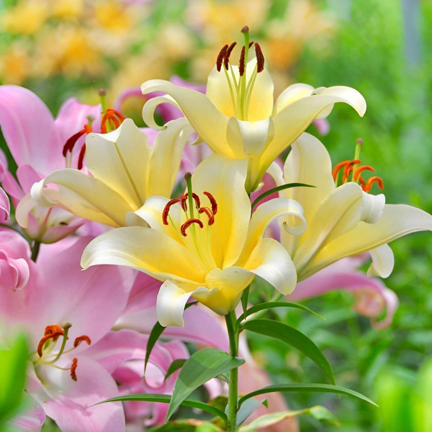 Orange lily landscaper mix with dark spots on petals against a blurred green background.