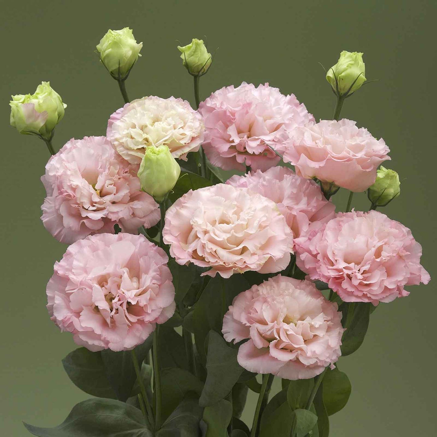 Lisianthus corelli peach three soft pink blooms with green leaves on a dark background