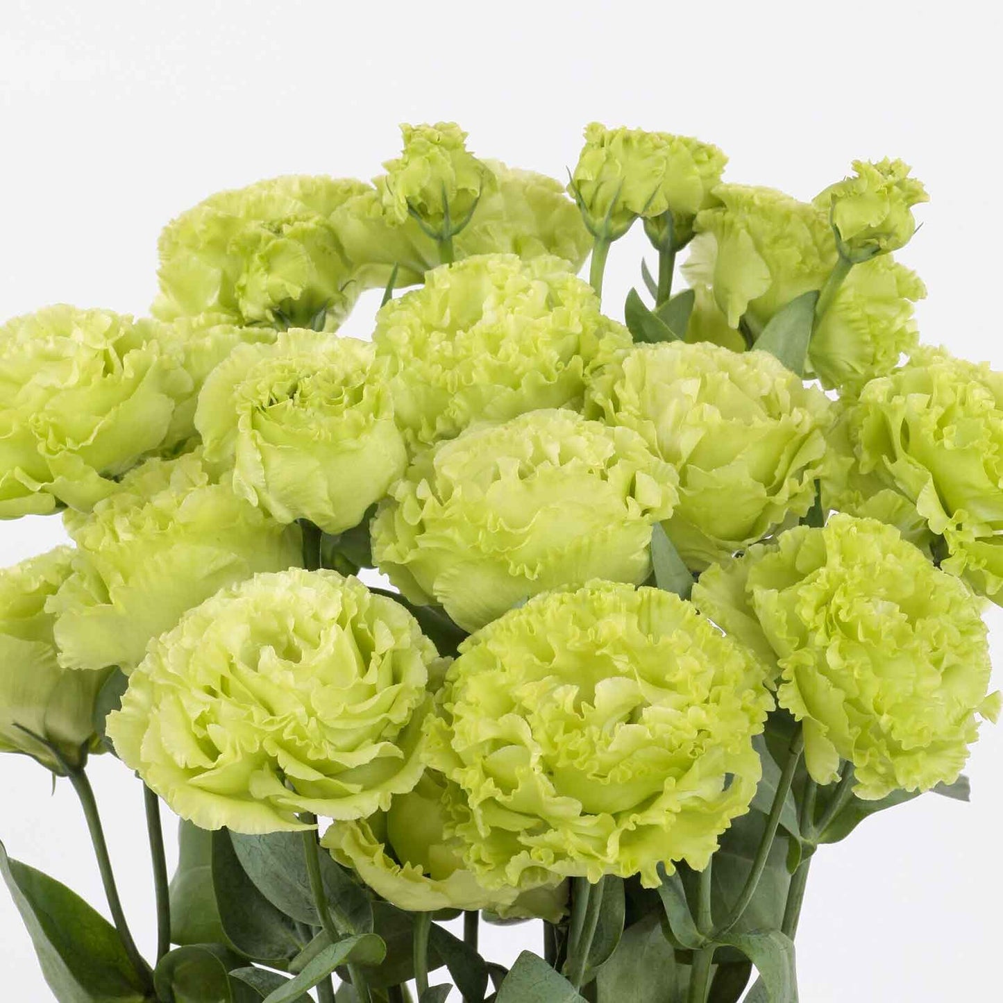 Lisianthus rosanne green bright lime green ruffled blooms clustered on a pale backdrop.