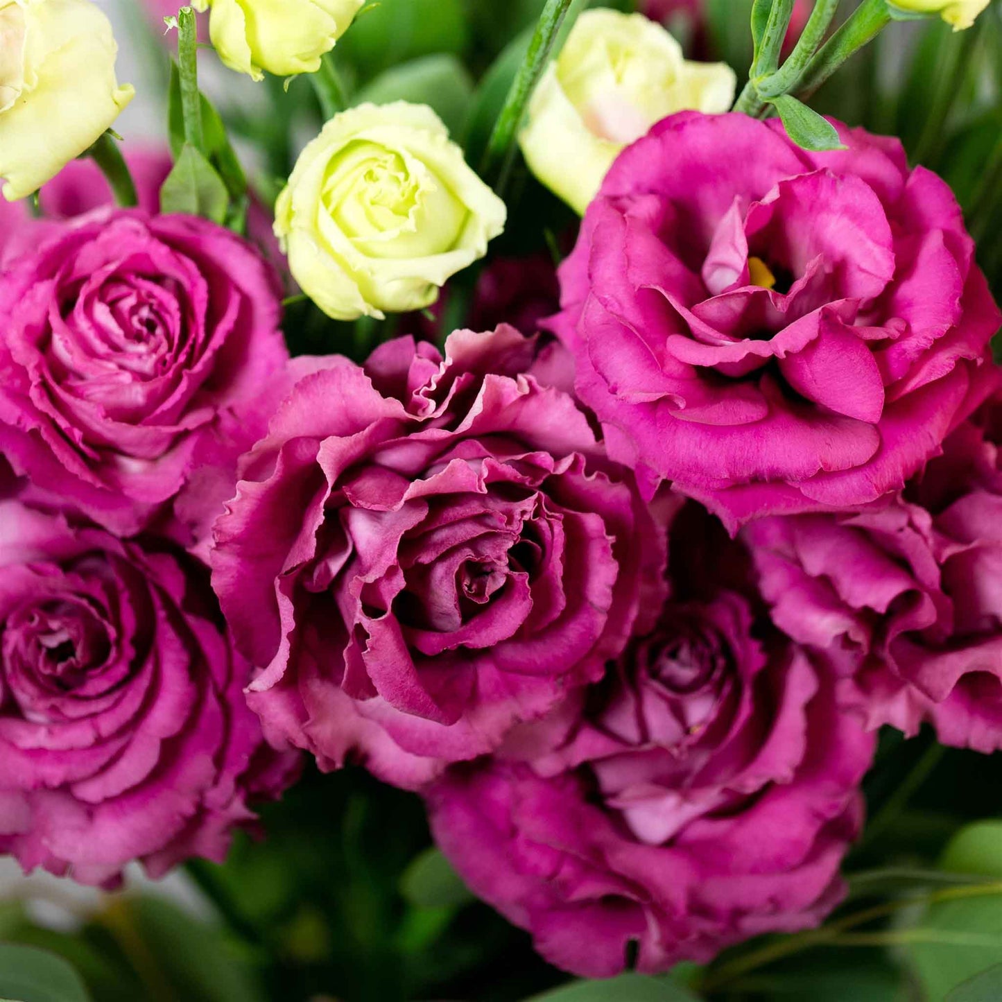 Lisianthus voyage rose deep rich pink layered blooms tightly clustered on a dark backdrop.