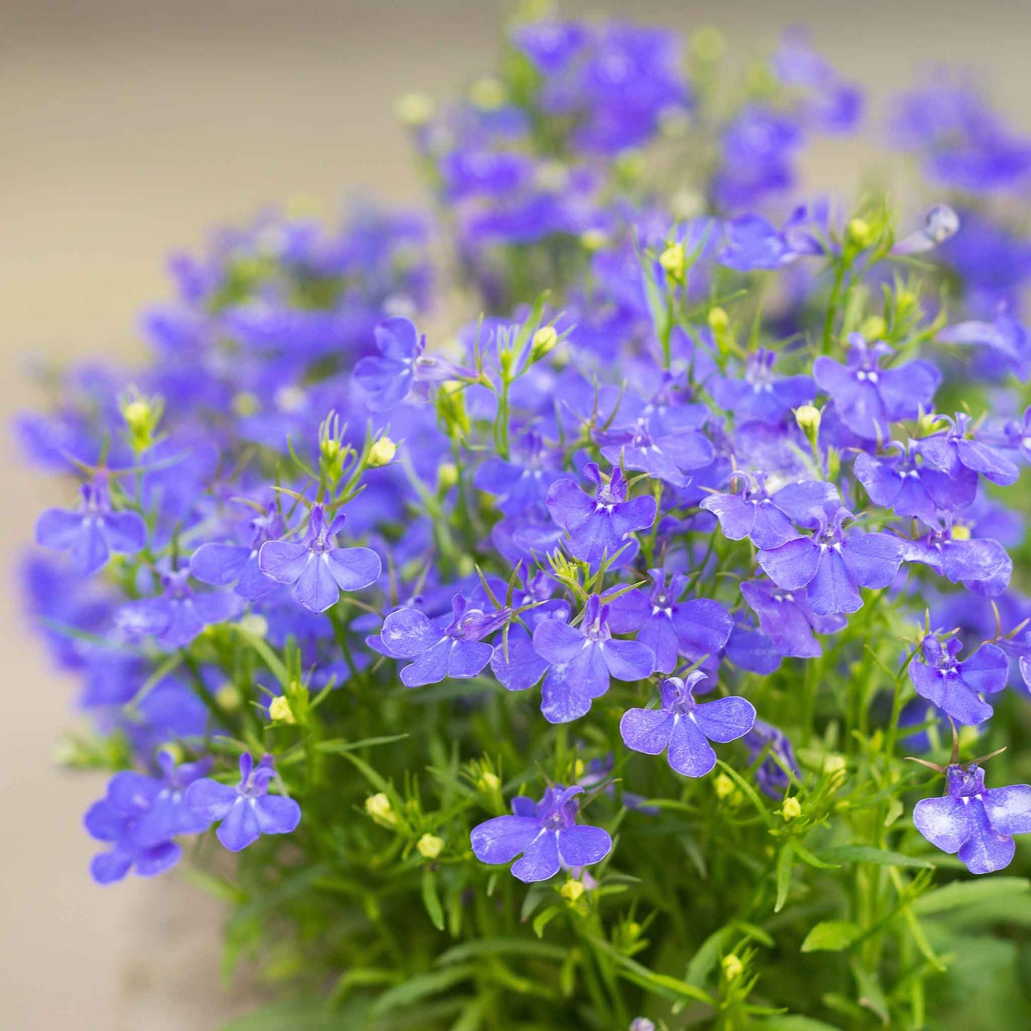 Lobelia compact blue single bright blue bloom with delicate petals on a blurred background.