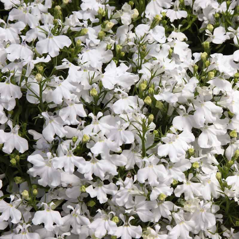 Lobelia white palace small white flowers with green leaves on a blurred green backdrop.