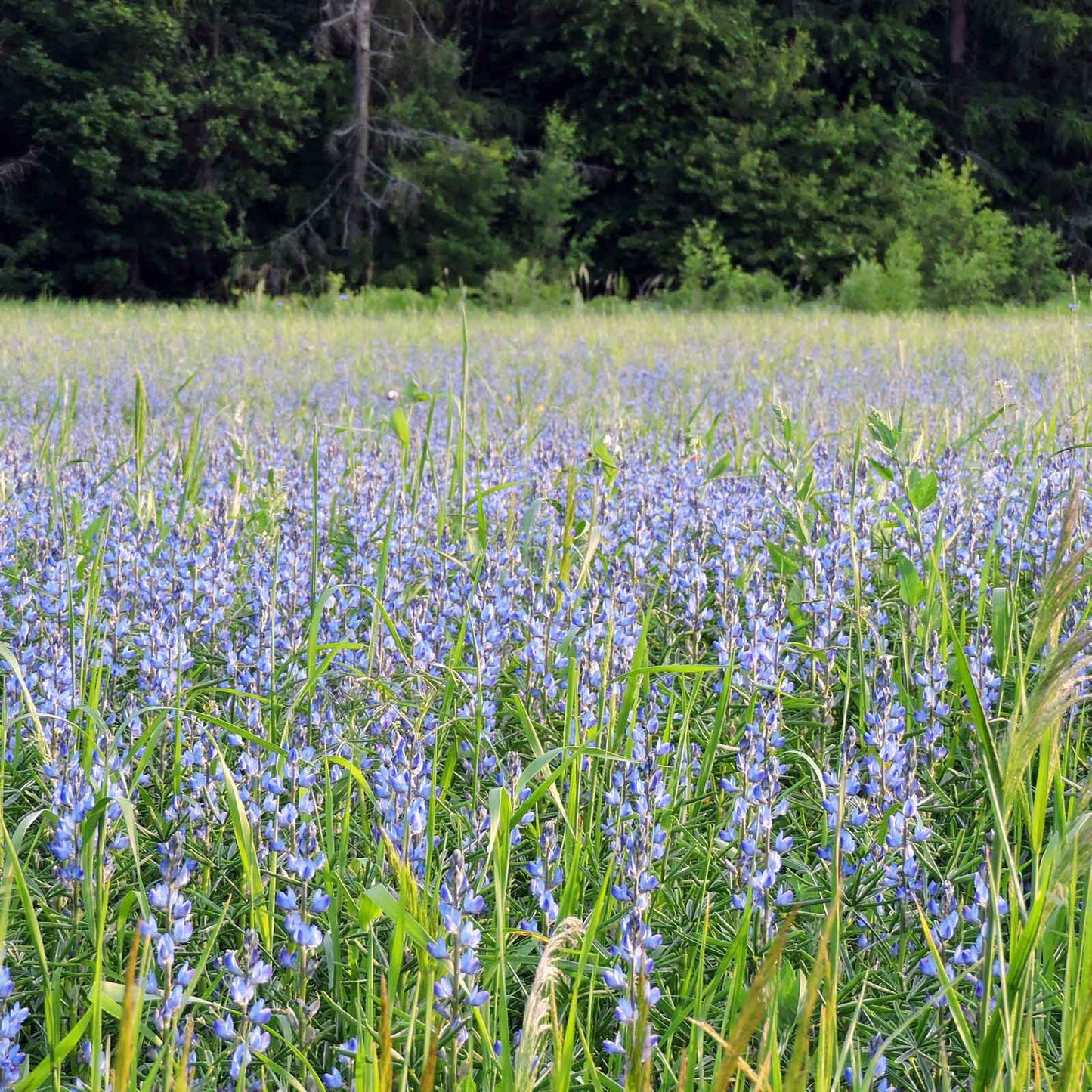 Lupine annual blue blue spiky blooms viewed from above over a green leafy field.