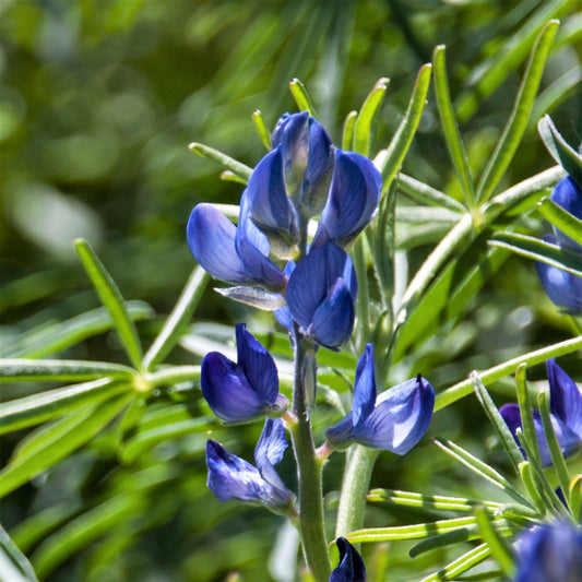 Arroyo lupine tall purple bloom with green foliage against a bright green background.