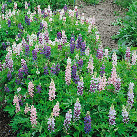 Dwarf lupine purple and white spiky blooms with lush green leaves in a garden.