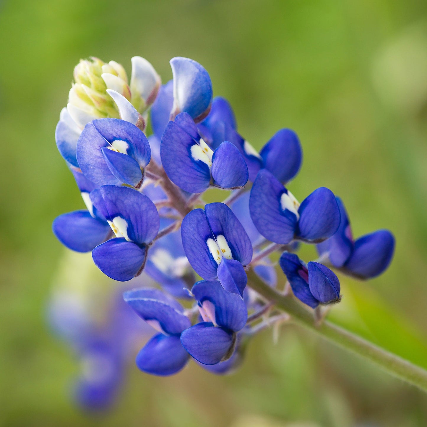 Texas bluebonnet vivid blue spiky bloom with intricate petals on a soft green background.