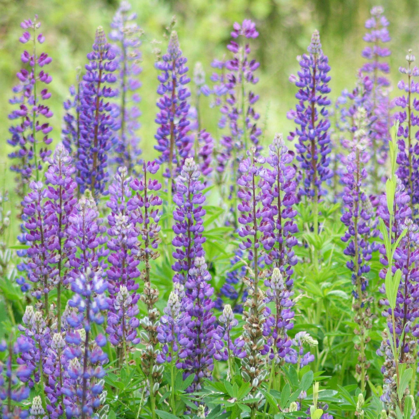 Wild lupine purple and blue spiky blooms standing tall against a lush green backdrop
