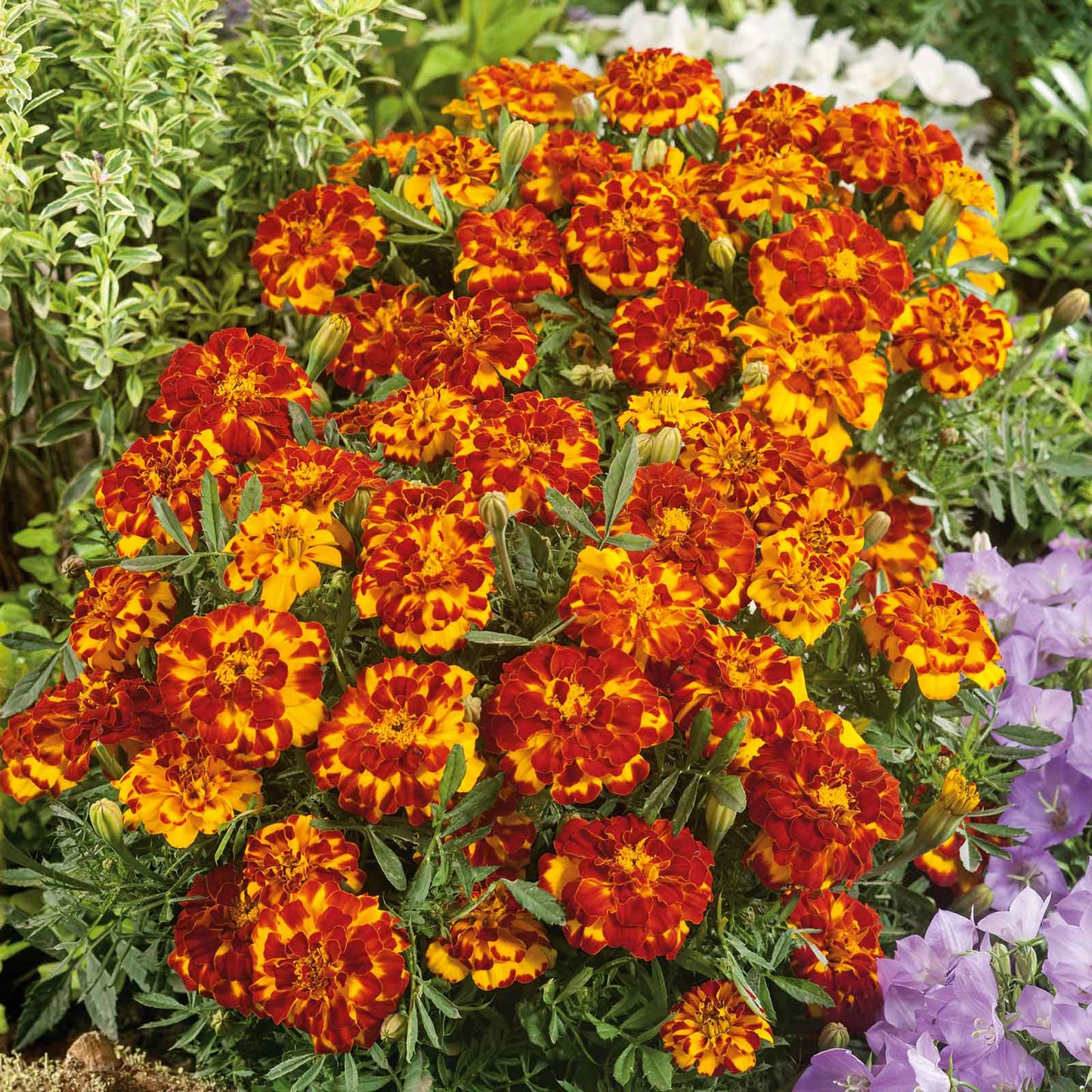 Marigold bolero orange and yellow bicolor blooms with green foliage in a garden setting.
