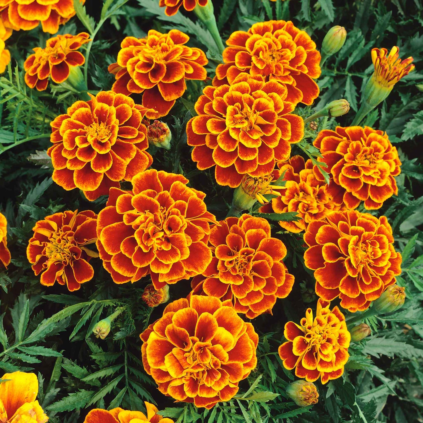 Marigold queen sophia vibrant orange layered bloom with rich hue on a blurred backdrop.