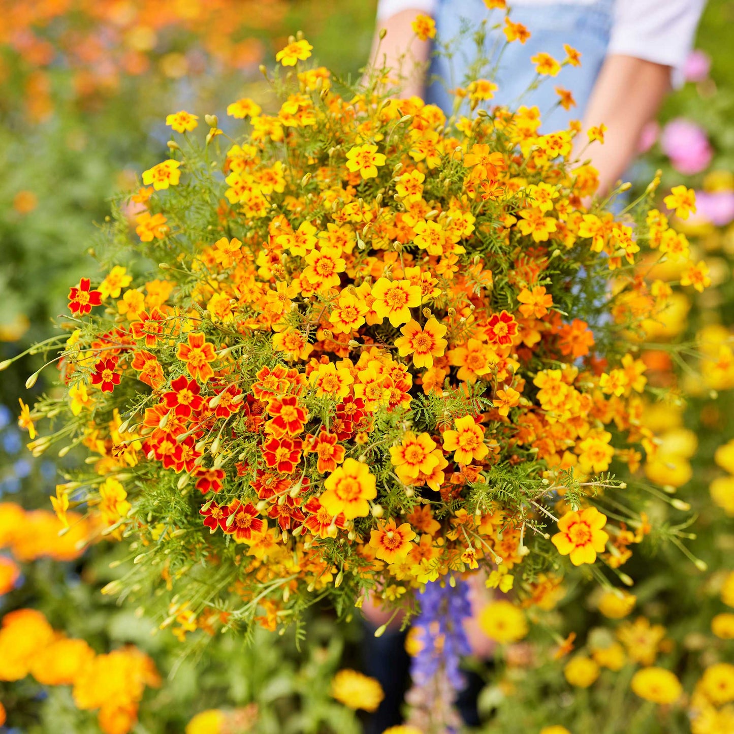 Marigold starfire mix overhead view of red, orange and yellow blooms in full flower.