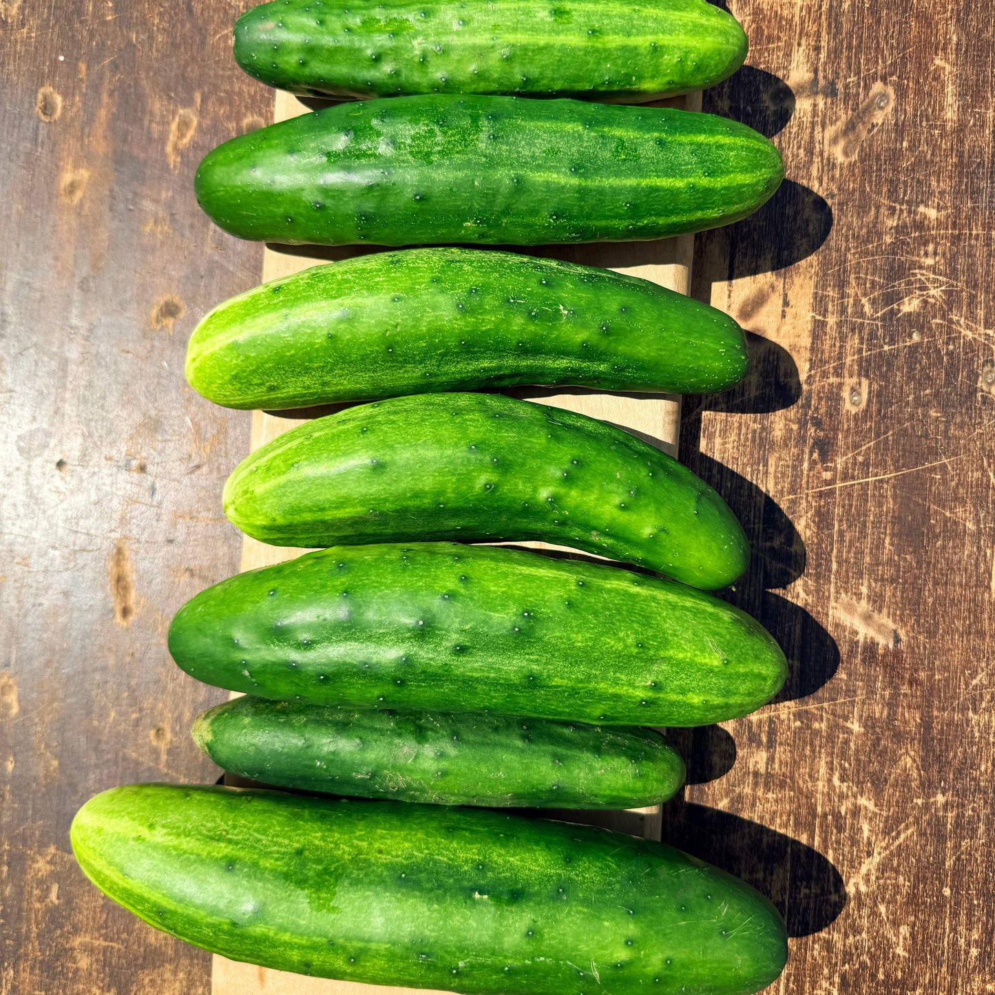 Marketmore 76 Cucumber