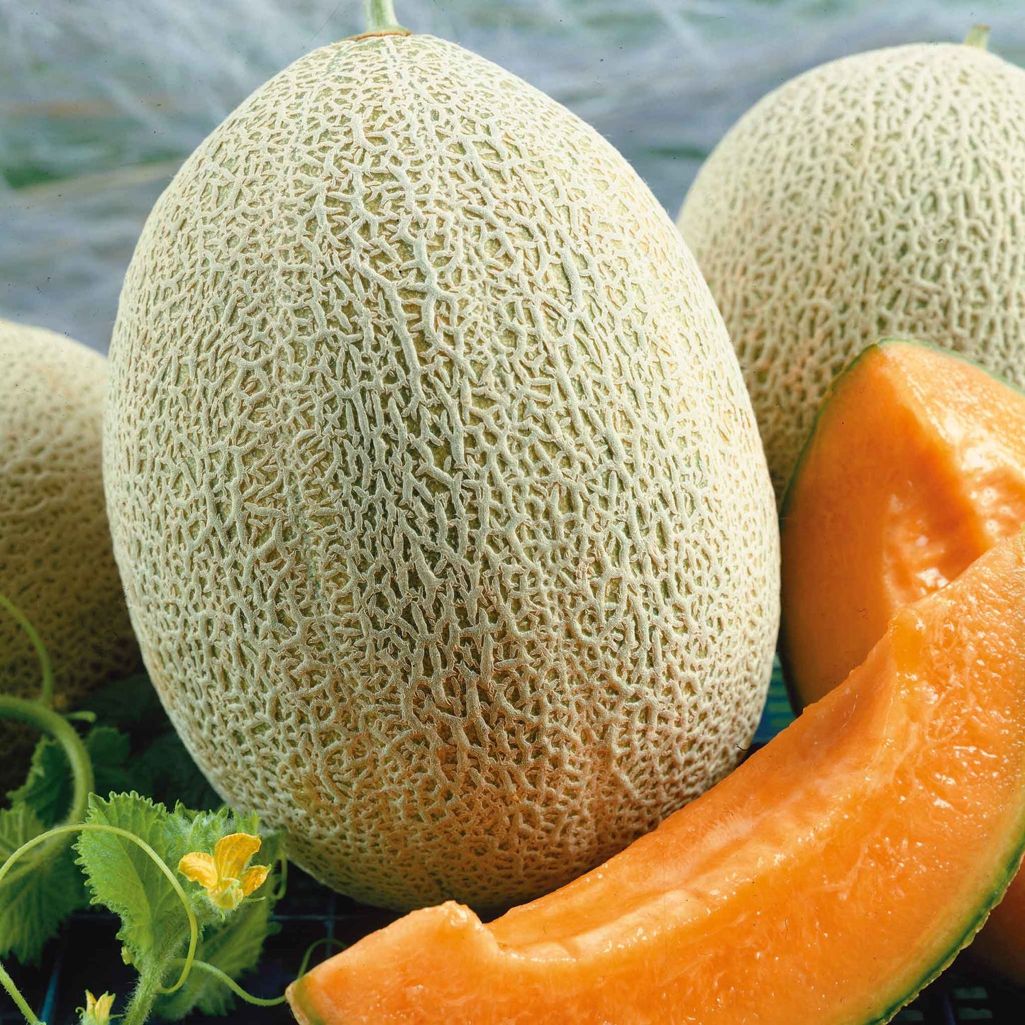 A close-up shot of a single Hales Best Jumbo melon, showing its netted rind and green-yellow color.