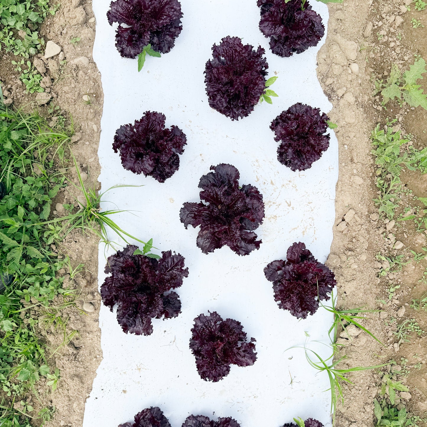 Merlot Lettuce