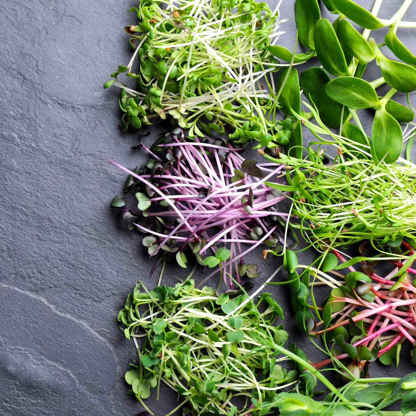 A close-up of a vibrant rainbow blend of microgreens, showcasing their varied colors and textures.