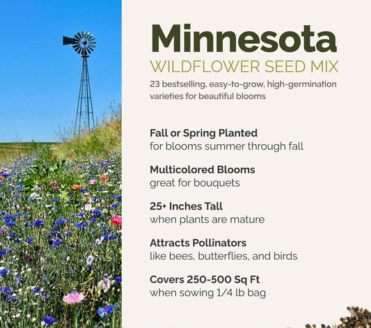 A visual overview of the wildflower seed mix, showcasing expected floral blooms.