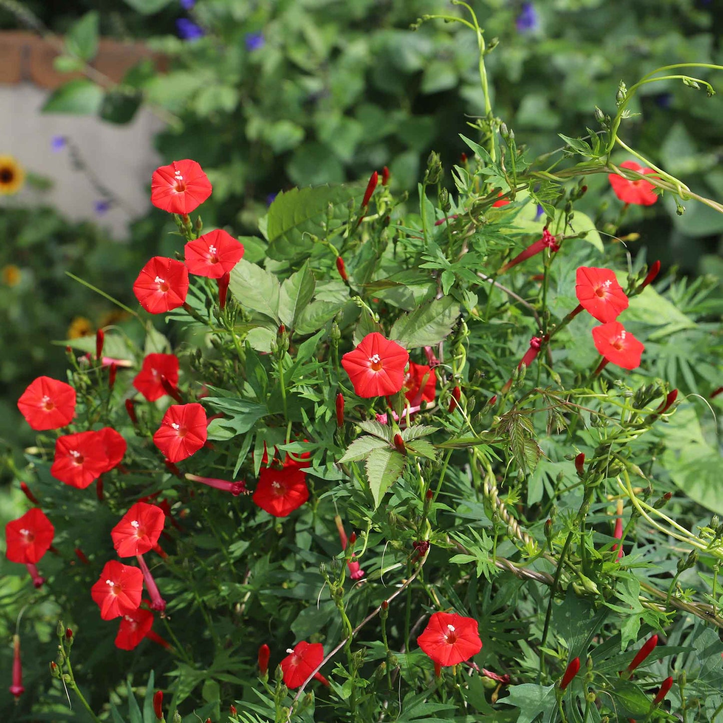 Morning glory cardinal climber small bright red star-shaped blooms with green feathery foliage.