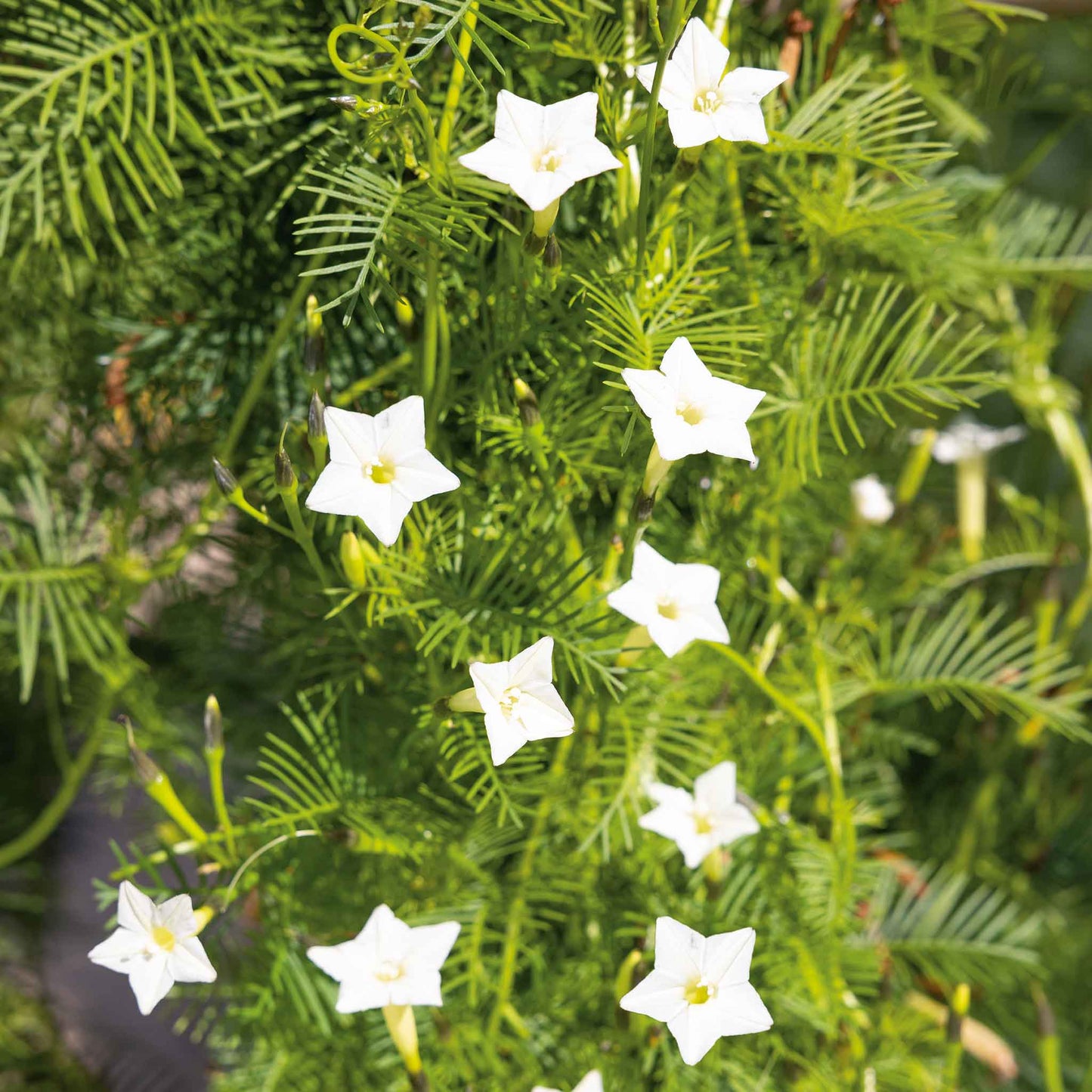 Morning glory cardinal climber white star blooms with yellow centers on a blurred green backdrop.