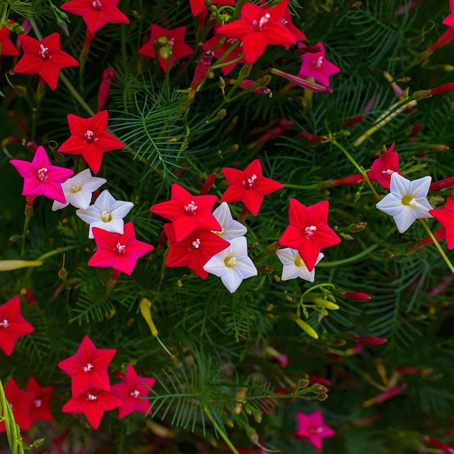 Morning glory cypress vine mix small vivid red blooms with feathery green foliage in a garden.