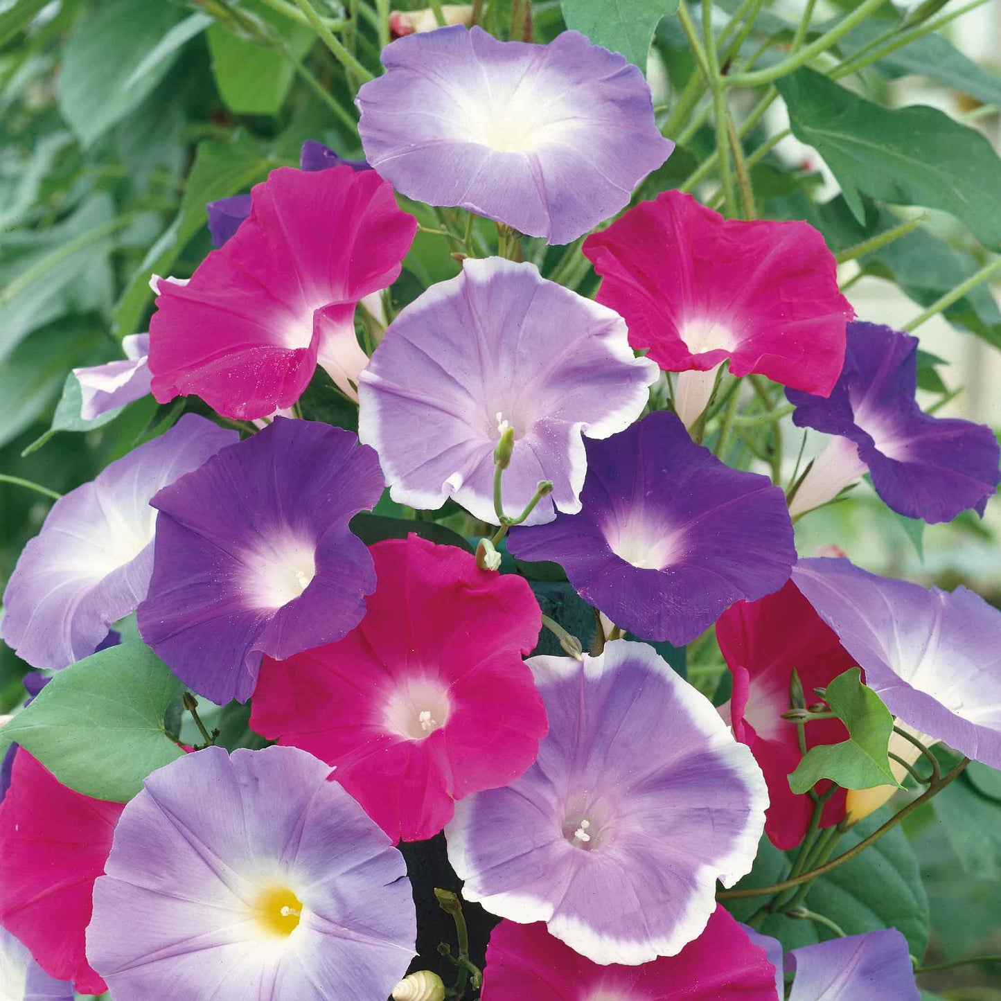 Morning glory early call mix purple and white blooms unfurling in the sunlight on green vines.