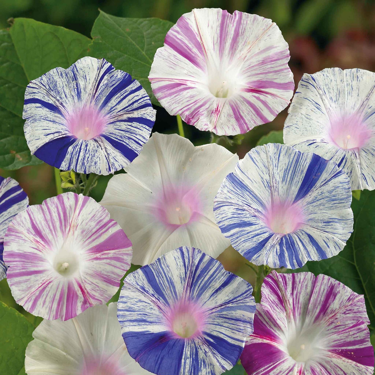Harlequin mix morning glory purple, pink and white star-patterned blooms on a soft backdrop.
