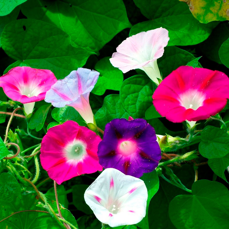 Morning glory imperial mix purple, pink and white blooms on bright green vines.